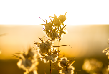 Flora & Vegetation