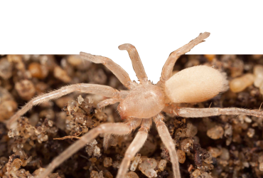 Subterranean Fauna