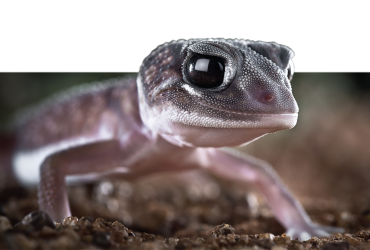 Vertebrate Fauna
